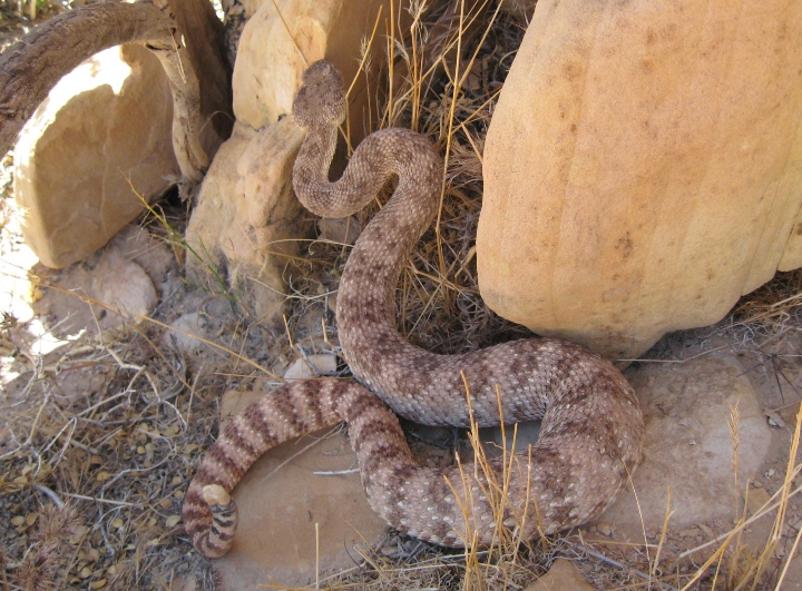 Speckled Rattlesnake